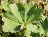 Alchemilla monticola. Листовая пластинка, верхняя поверхность. Ярославская обл., Пошехонский р-н, окр. дер. Кривое, луг на старой залежи на супеси. 28.08.2019.