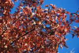 Crataegus pentagyna