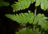 Woodsia caucasica. Часть вайи. Республика Адыгея, Майкопский р-н, ок. 4 км к СЗ от станицы Даховская, ущелье руч. Большой Руфабго, на скальном обнажении. 11.08.2019.