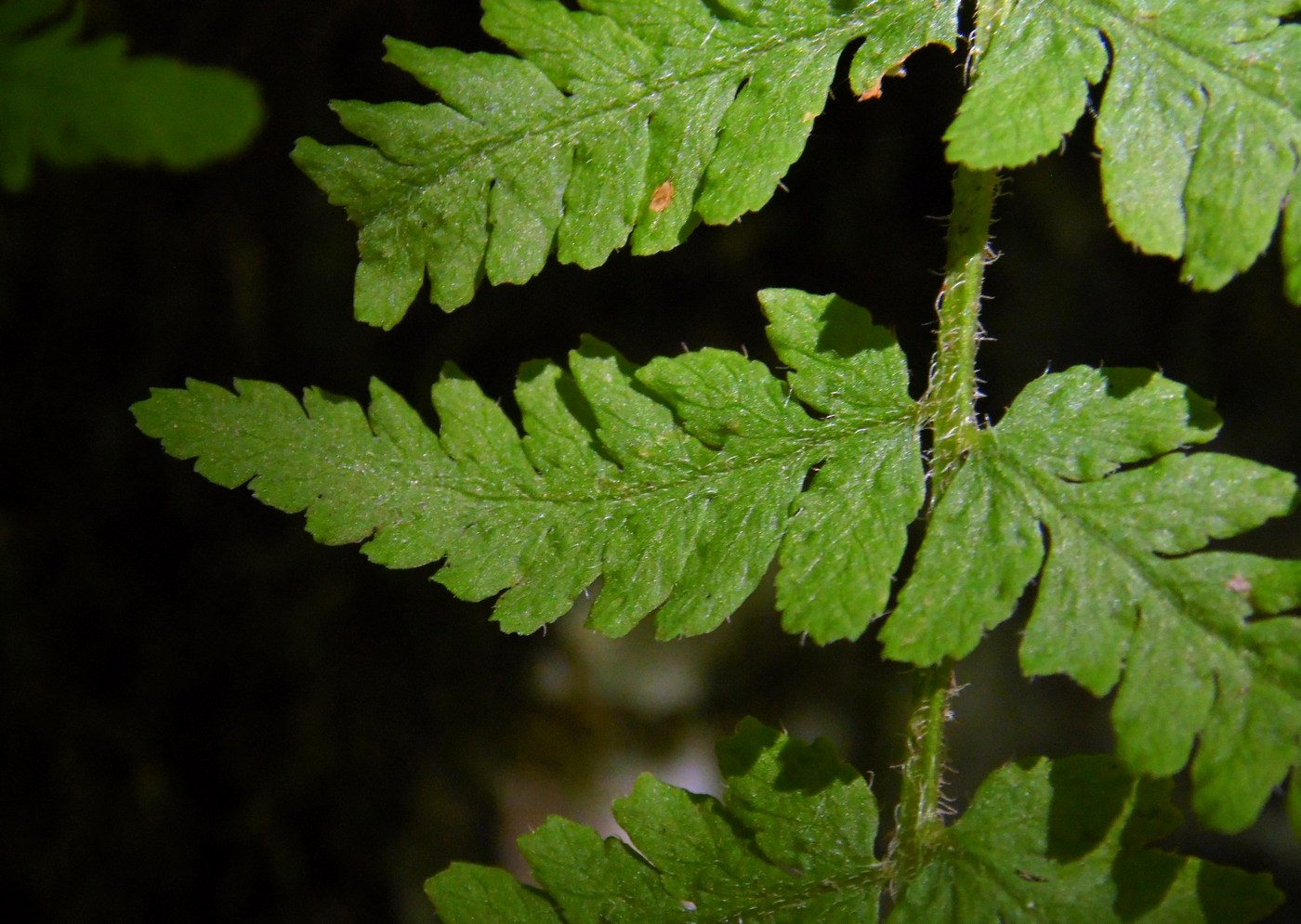 Image of Woodsia caucasica specimen.