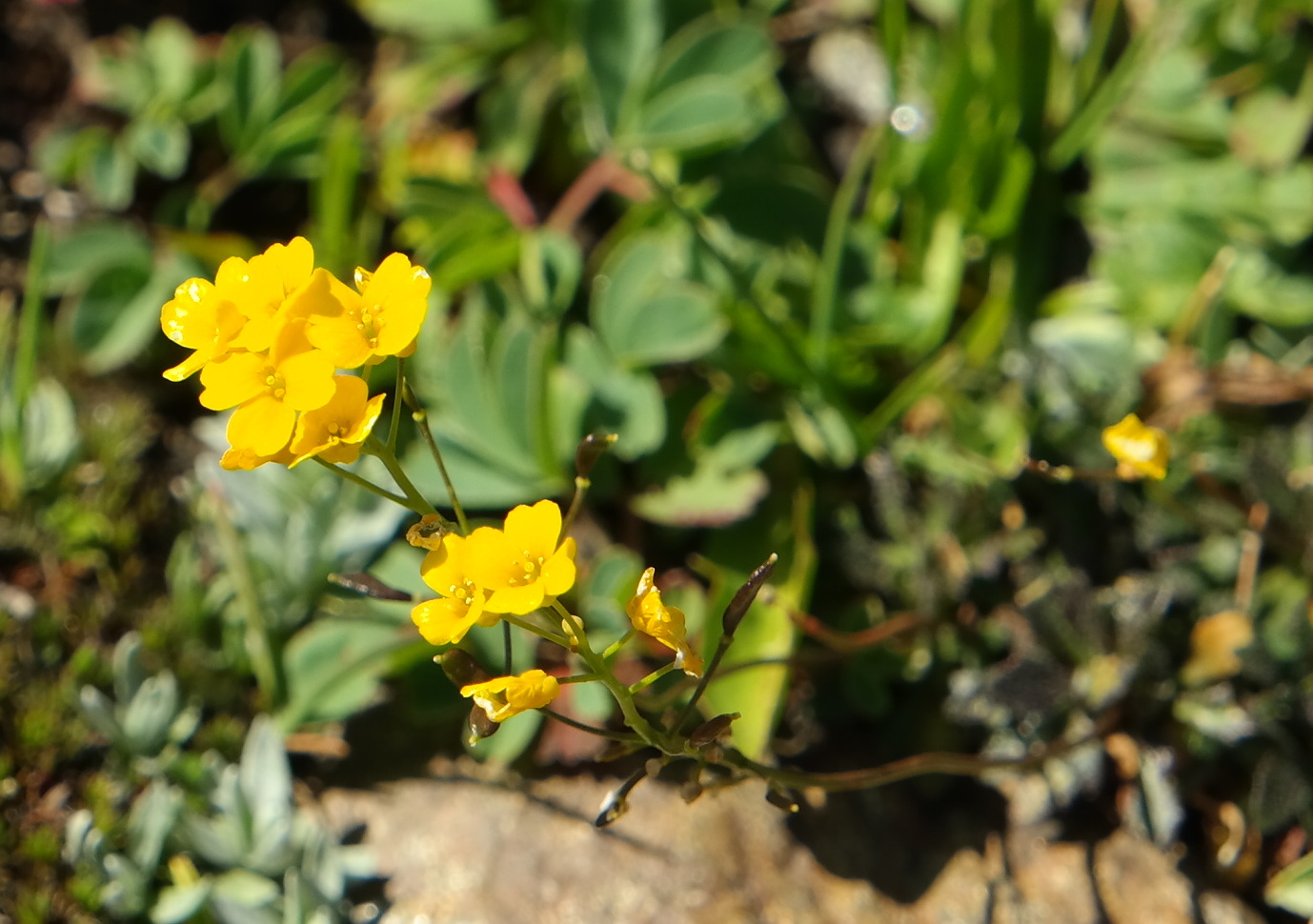 Image of genus Draba specimen.