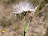 Chondrilla aspera