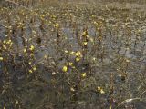 Utricularia minor. Соцветия, поднимающиеся над поверхностью воды. Нидерланды, провинция Drenthe, национальный парк Dwingelderveld, озерцо в понижении среди вересковой пустоши. 18 июля 2010 г.