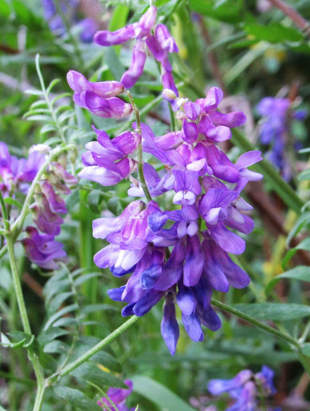 Изображение особи Vicia tenuifolia.