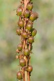 Eremurus × nikitinae. Часть соплодия. Казахстан, Западный Тянь-Шань, Киргизский хр., ущ. Мерке. 03.06.2019.