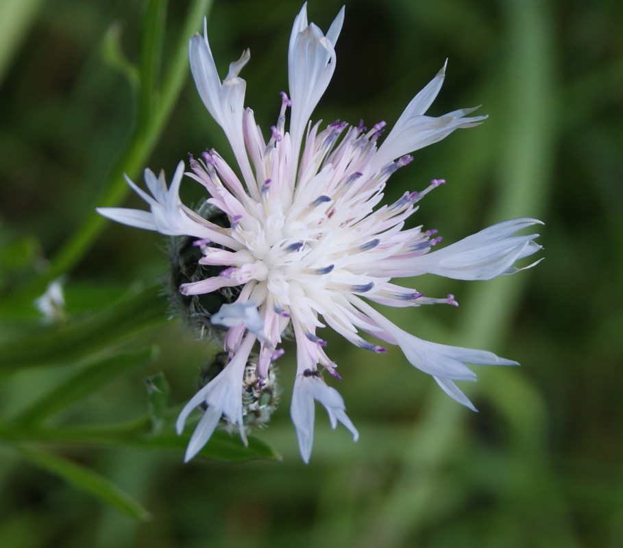 Image of Centaurea cheiranthifolia var. purpurascens specimen.