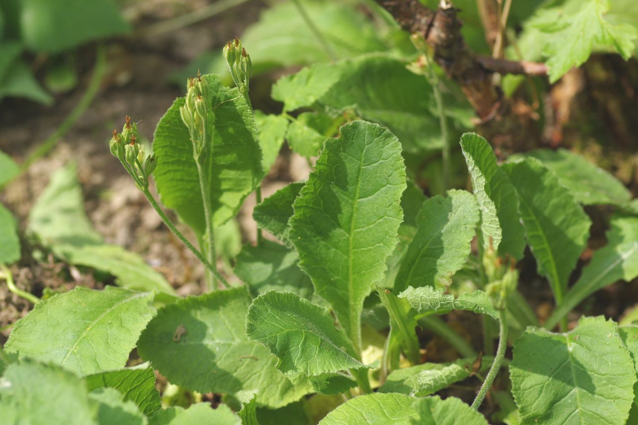 Изображение особи Primula elatior.