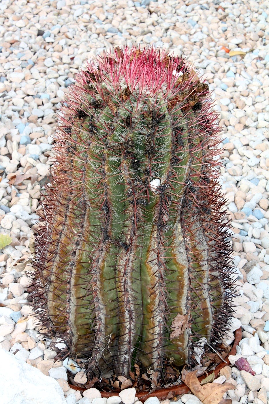 Изображение особи род Ferocactus.