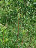 род Salix