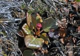 Bergenia crassifolia. Расцветающее растение. Алтай, Кош-Агачский р-н, долина р. Аккаллу-Озек, ≈ 2500 м н.у.м., горная тундра. 17.06.2019.