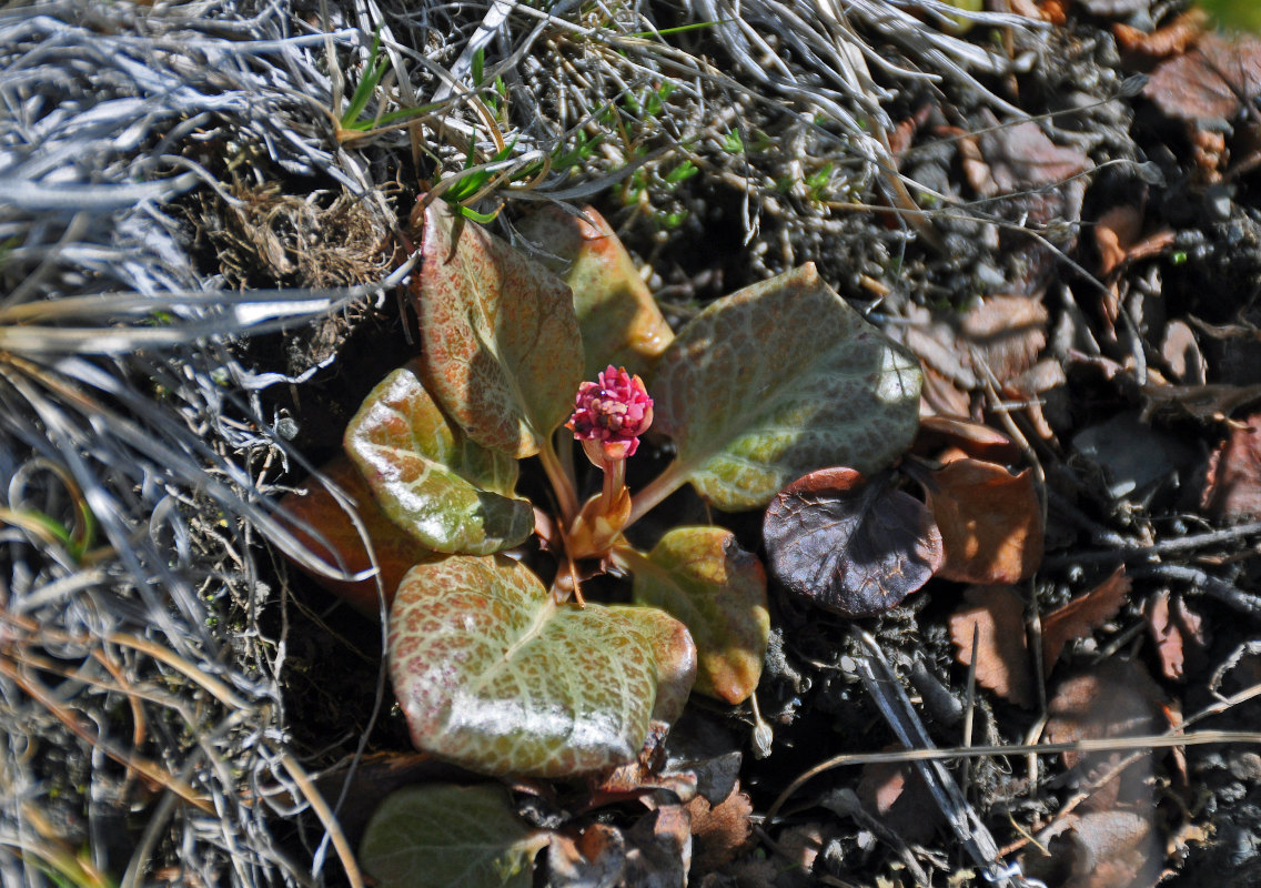 Image of Bergenia crassifolia specimen.