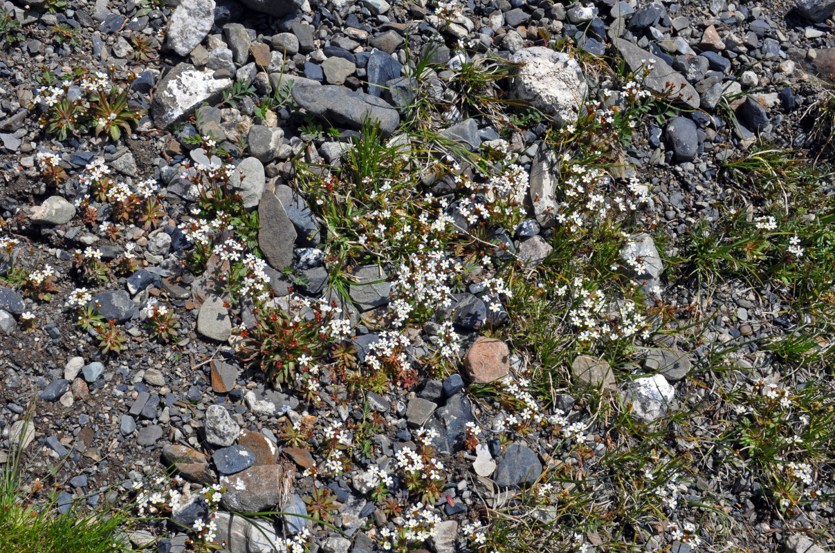 Image of Androsace lactiflora specimen.