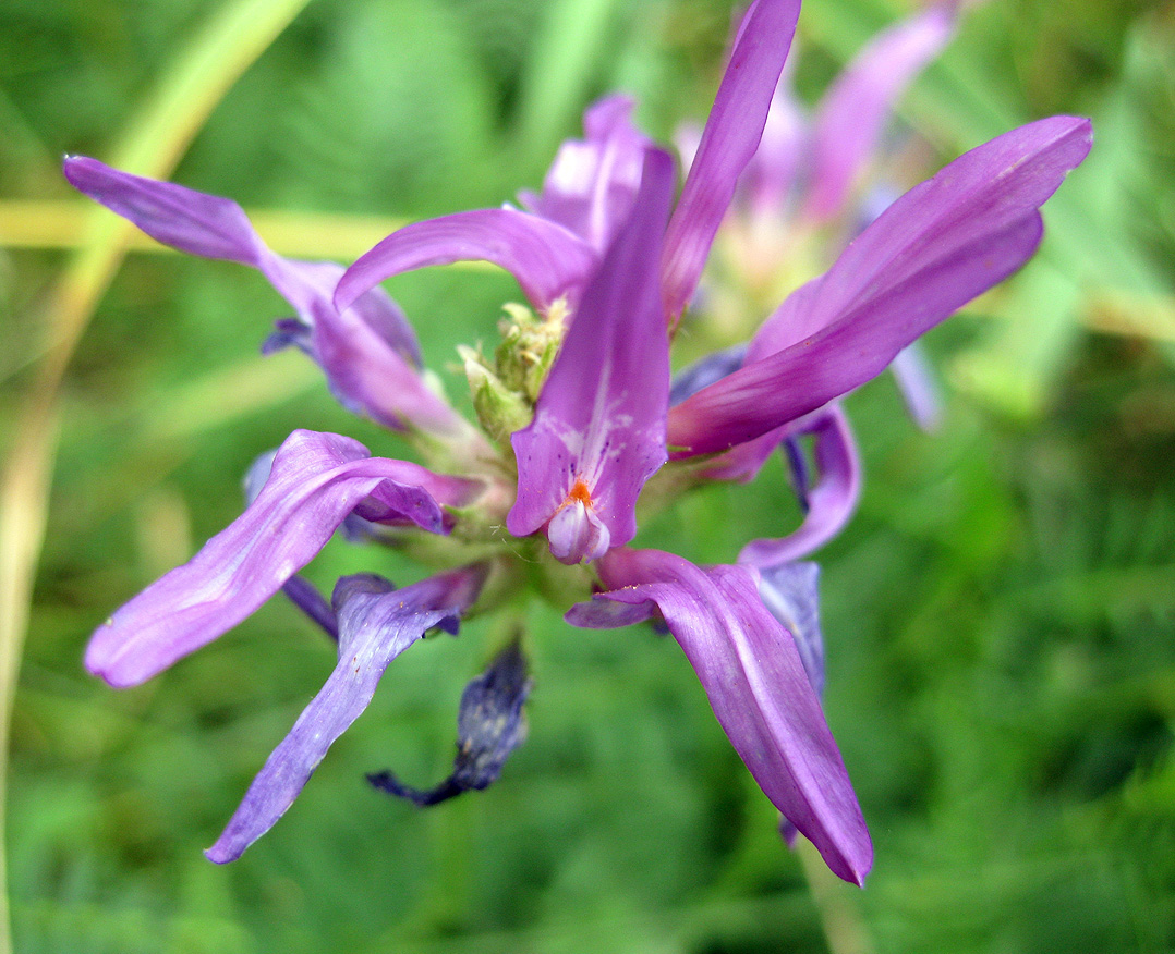 Изображение особи Astragalus onobrychis.
