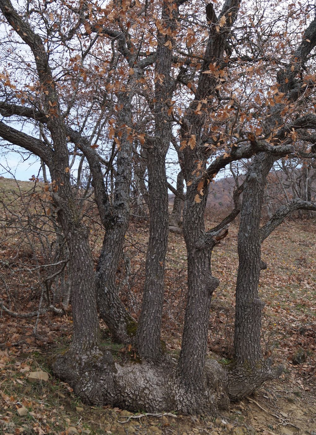 Image of Quercus pubescens specimen.