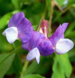 Lathyrus laxiflorus