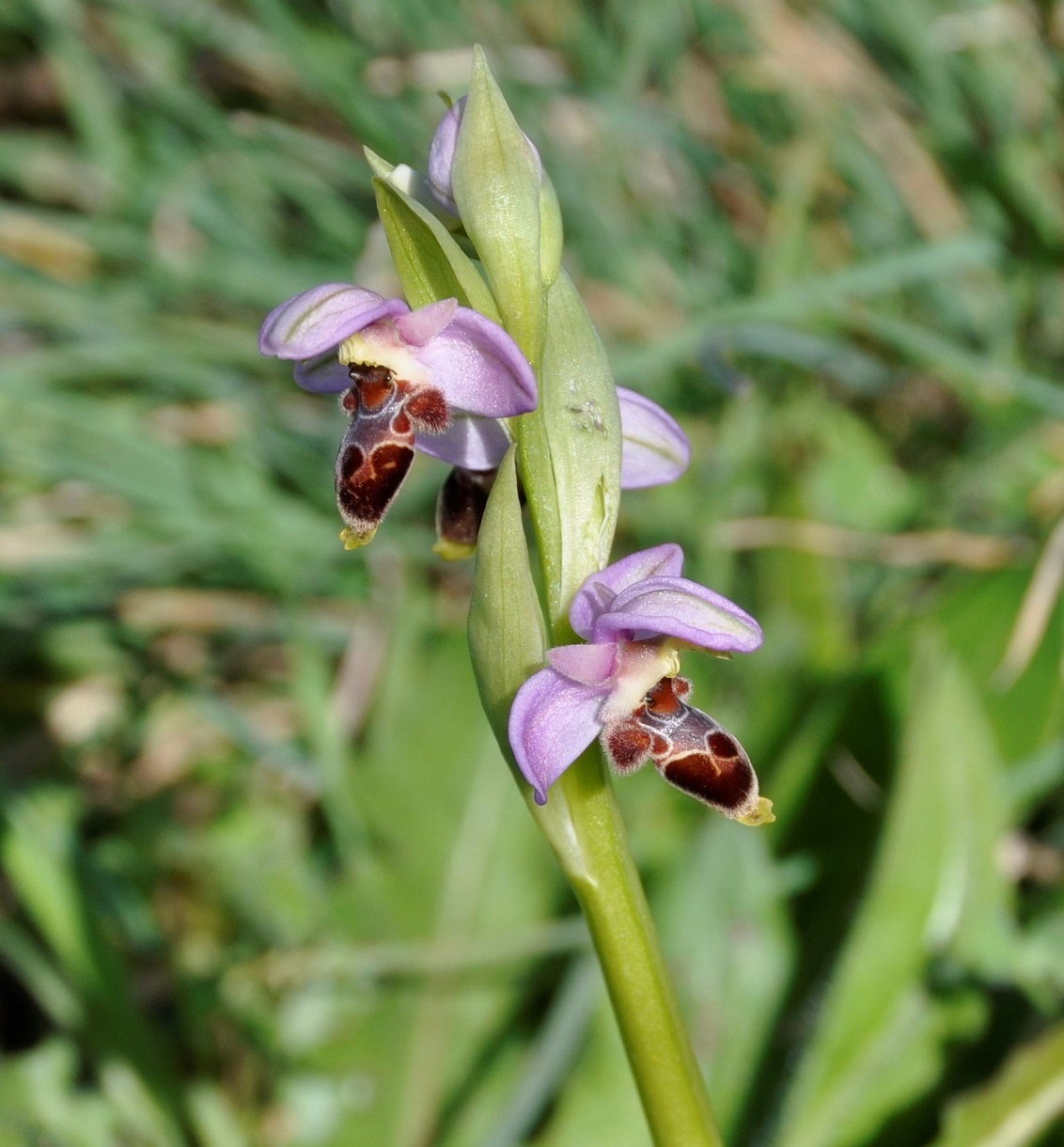 Изображение особи Ophrys lapethica.