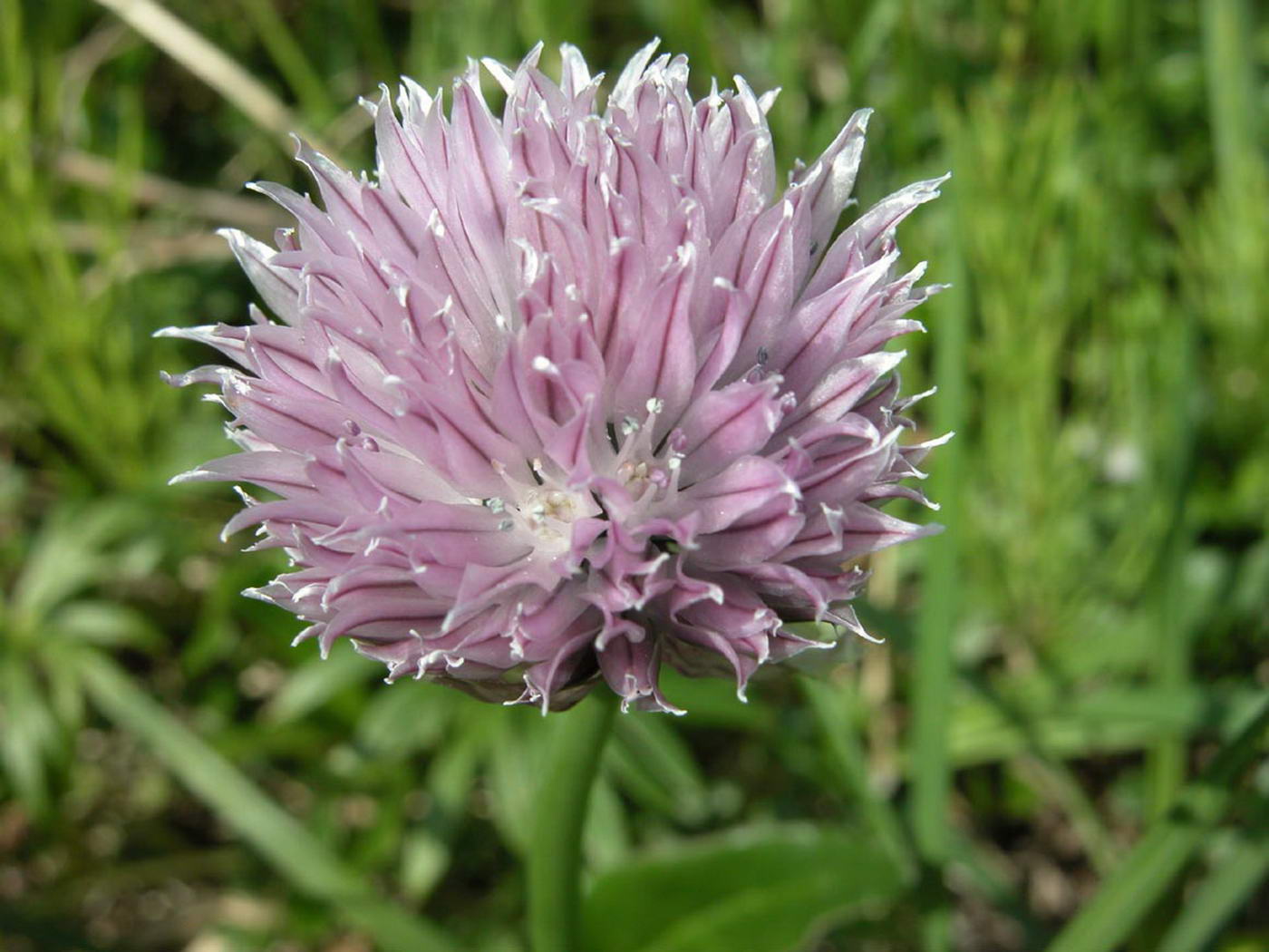 Изображение особи Allium schoenoprasum.