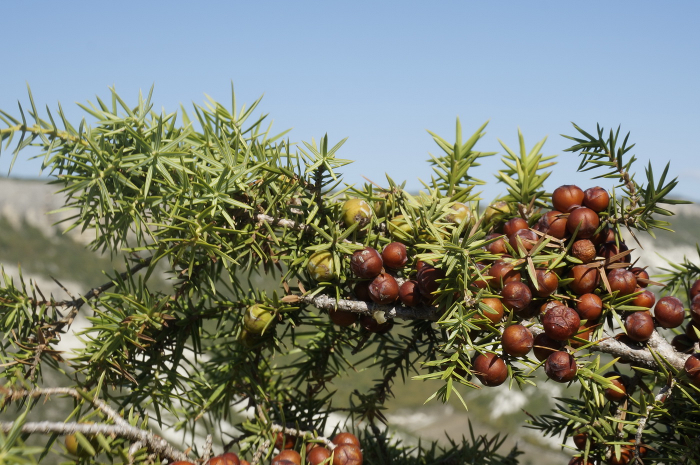 Изображение особи Juniperus deltoides.