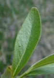 Salix alba