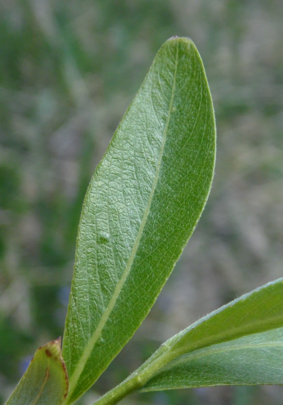 Изображение особи Salix alba.