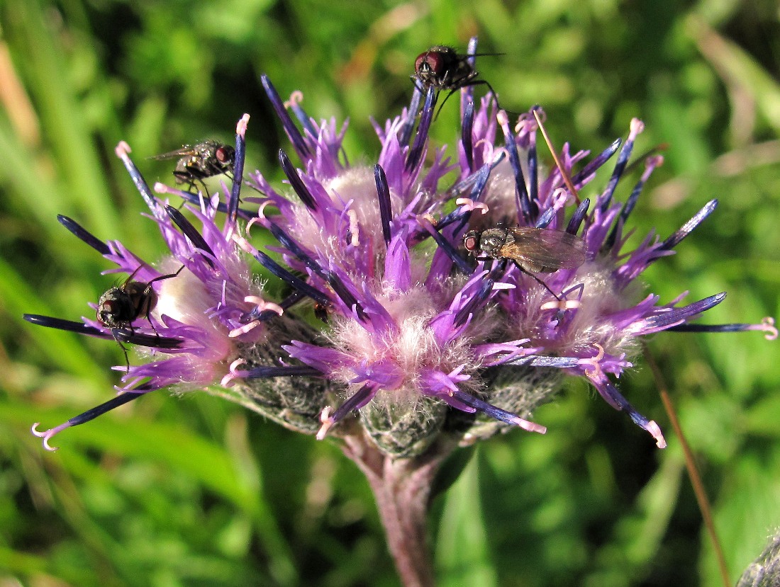 Изображение особи Saussurea alpina.