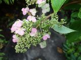 Hydrangea paniculata. Верхушка побега с развивающимся соплодием и остатками цветков. Приморский край. Владивостокский ГО, Ботанический сад. 24.08.2019.
