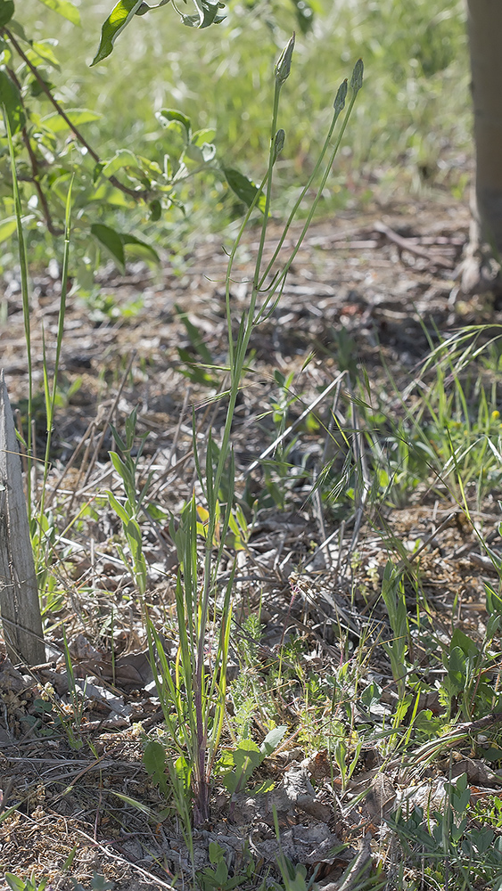 Image of Scorzonera laciniata specimen.