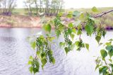 Populus nigra