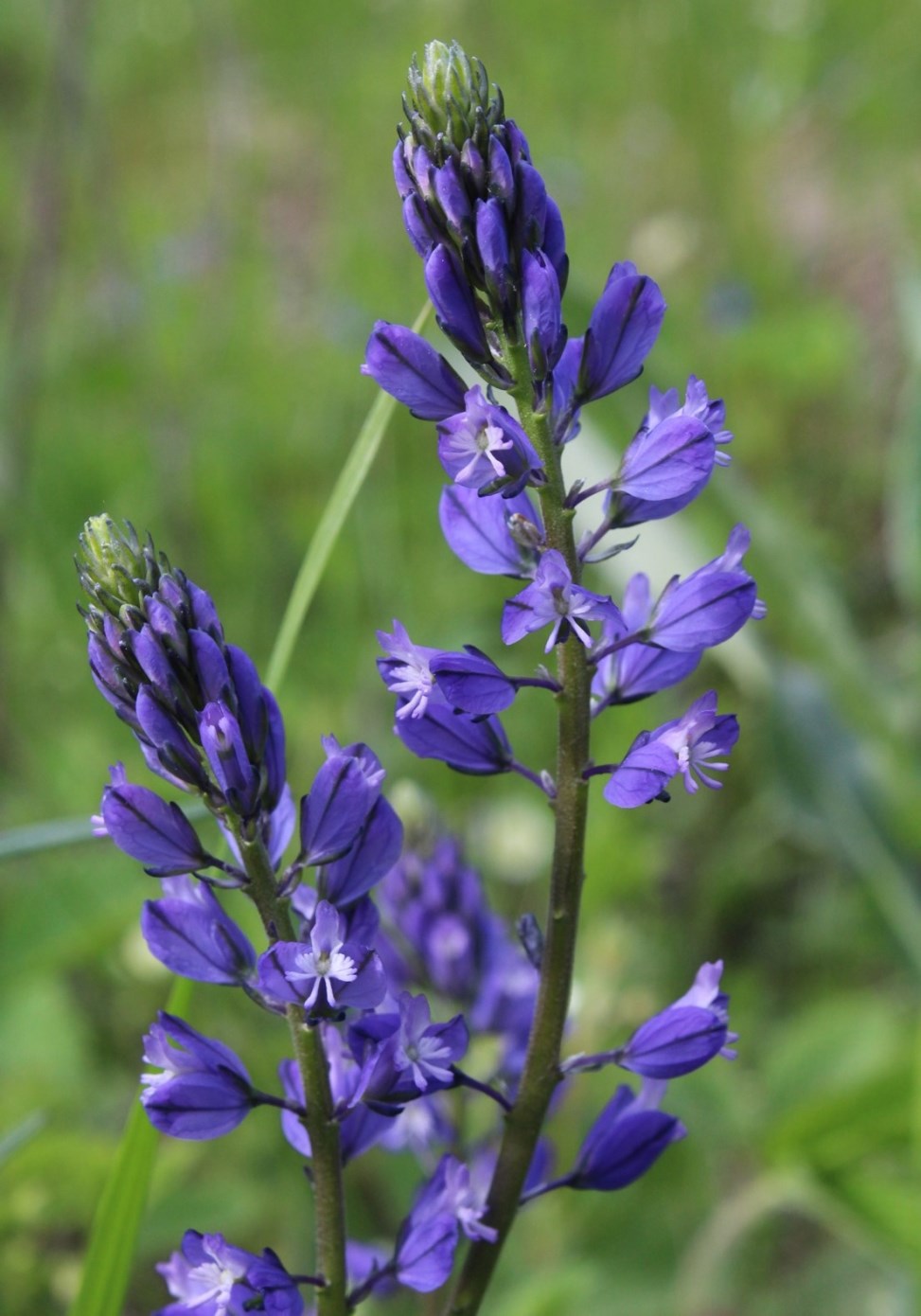 Image of Polygala wolfgangiana specimen.