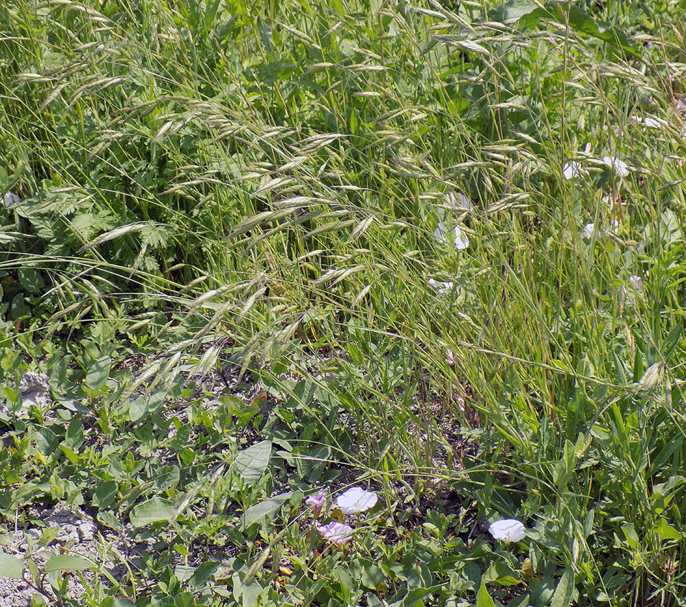 Image of Bromus commutatus specimen.