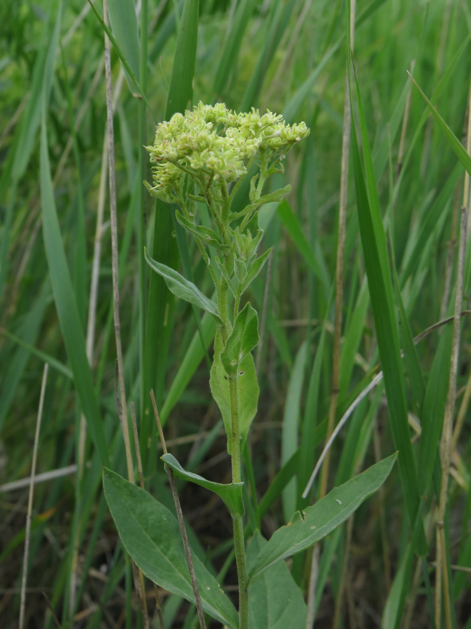 Image of Cardaria draba specimen.