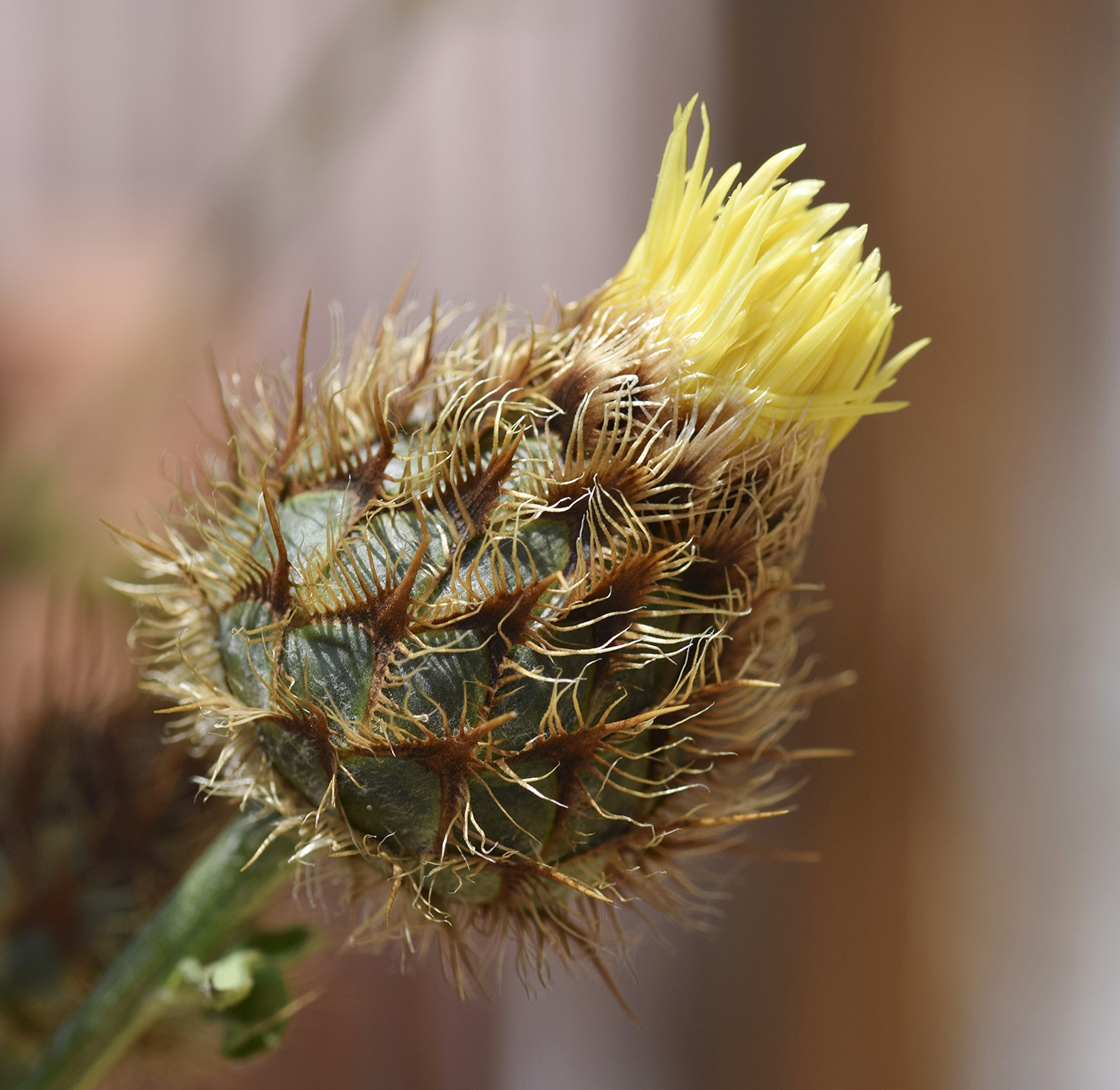 Image of Centaurea collina specimen.