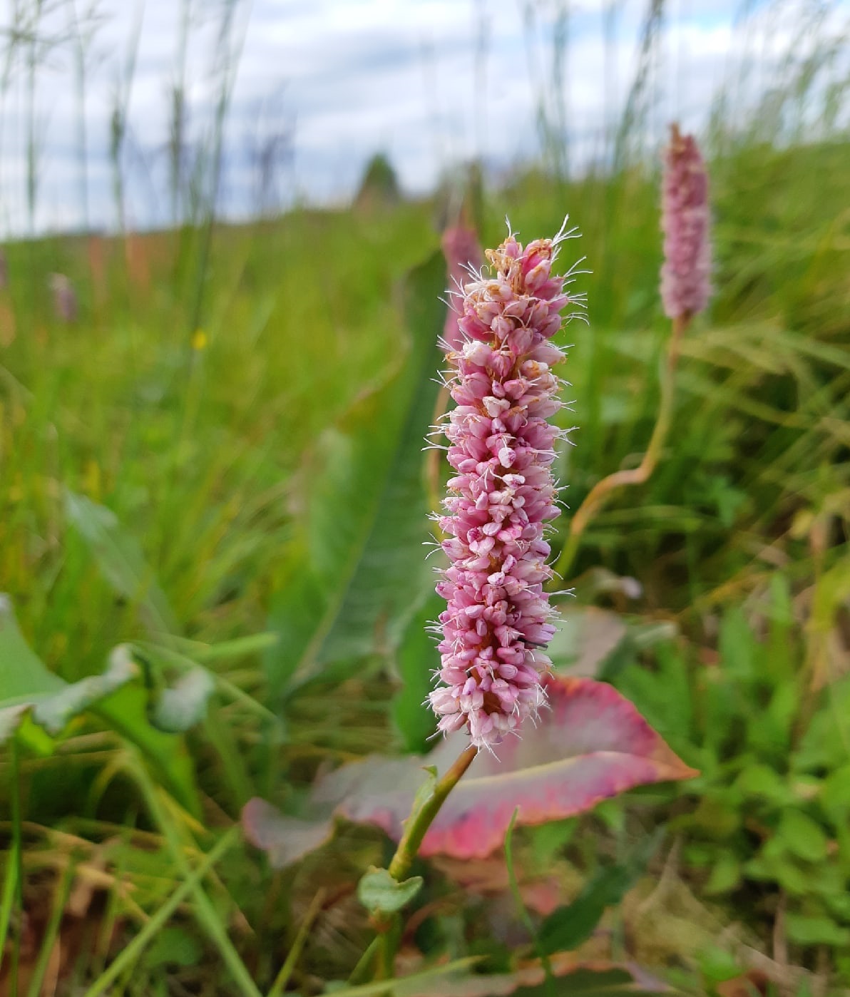 Изображение особи Bistorta officinalis.