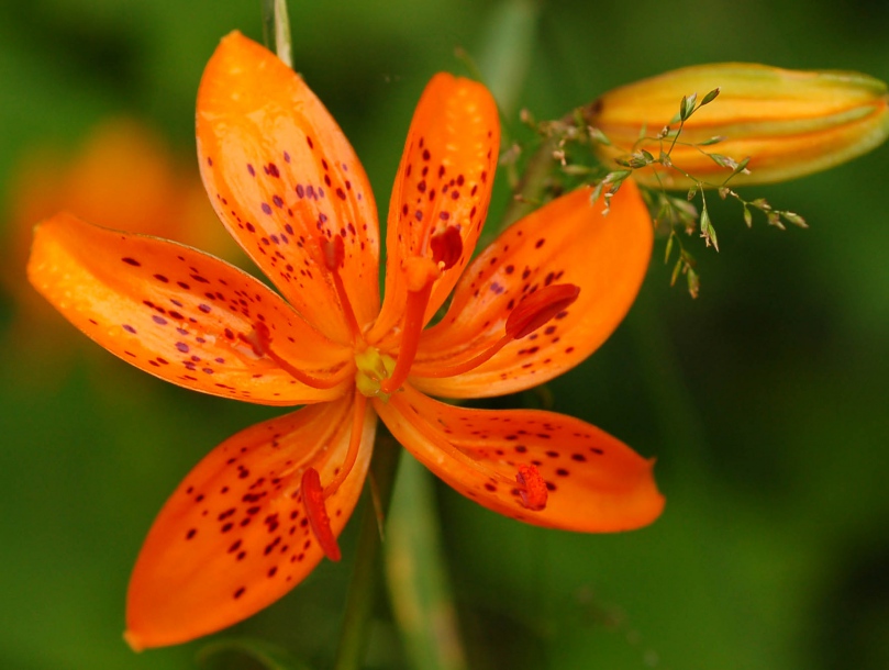 Изображение особи Lilium distichum.