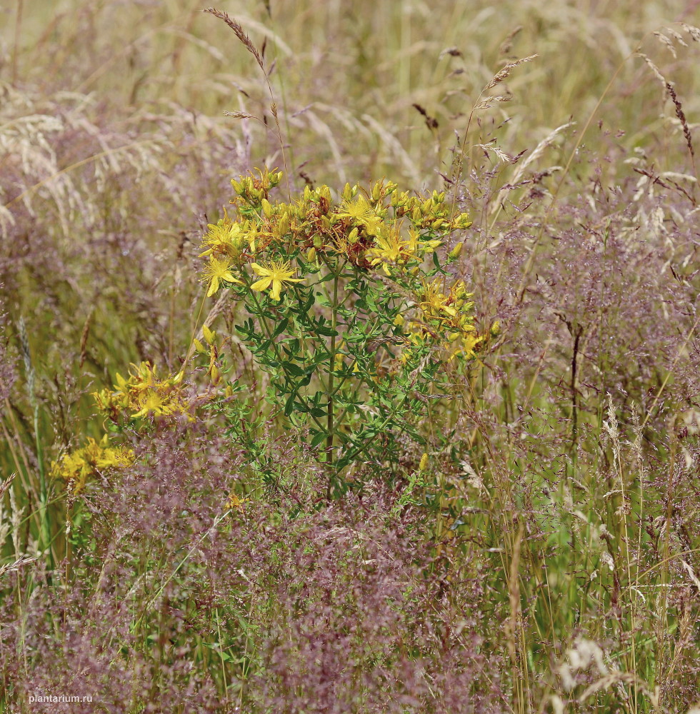 Изображение особи Hypericum perforatum.