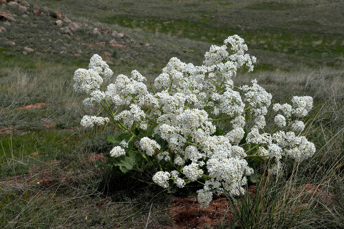 Изображение особи Crambe kotschyana.