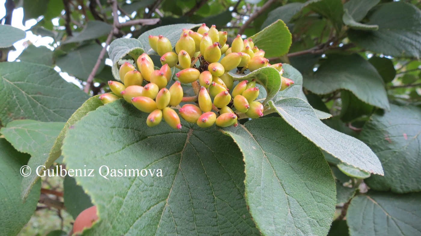 Image of Viburnum lantana specimen.