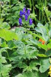 Aconitum sczukinii