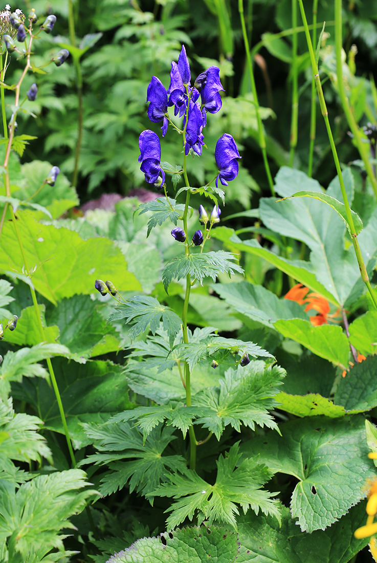 Изображение особи Aconitum sczukinii.