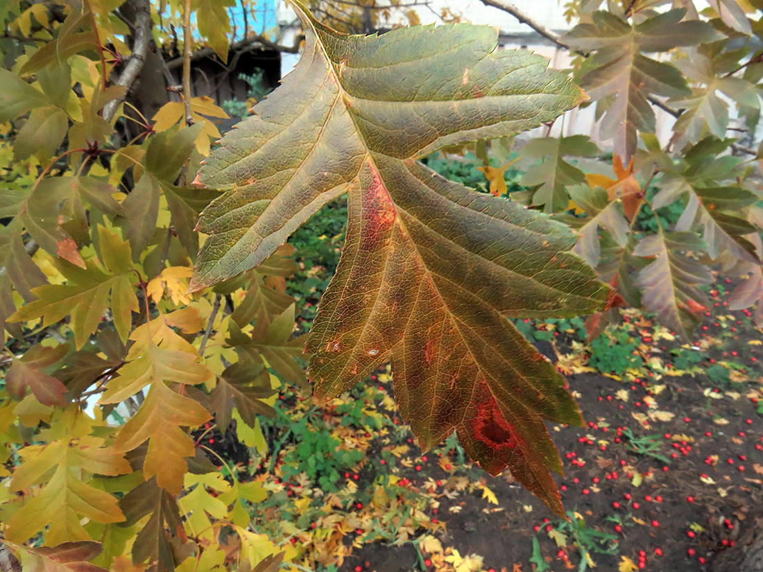 Image of Crataegus pinnatifida specimen.