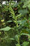 Amaranthus retroflexus. Верхушка цветущего растения. Республика Адыгея, г. Майкоп, сорное на огороде. 26.07.2020.