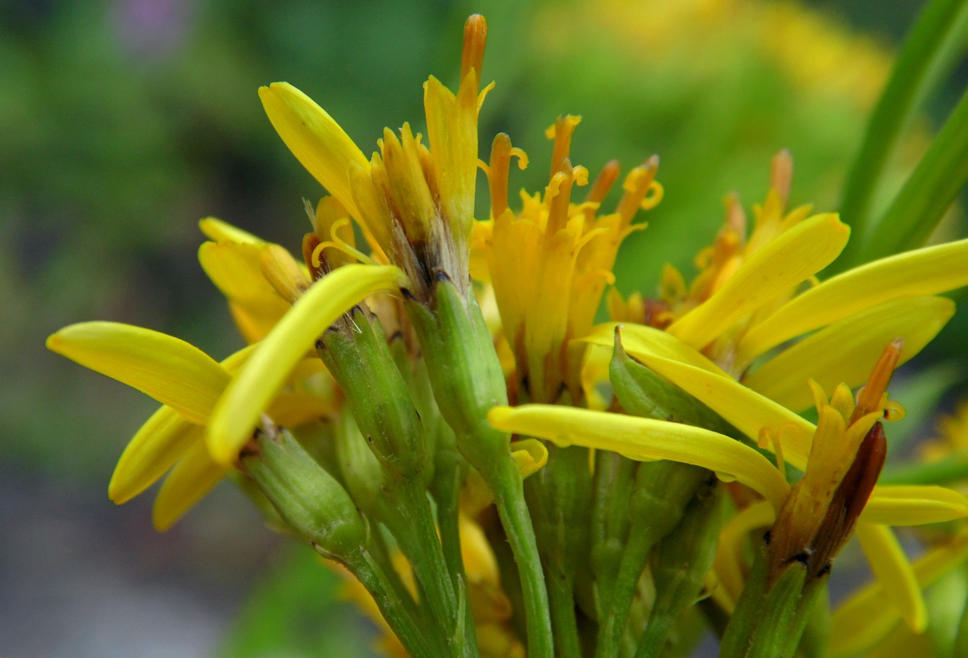 Изображение особи Senecio othonnae.