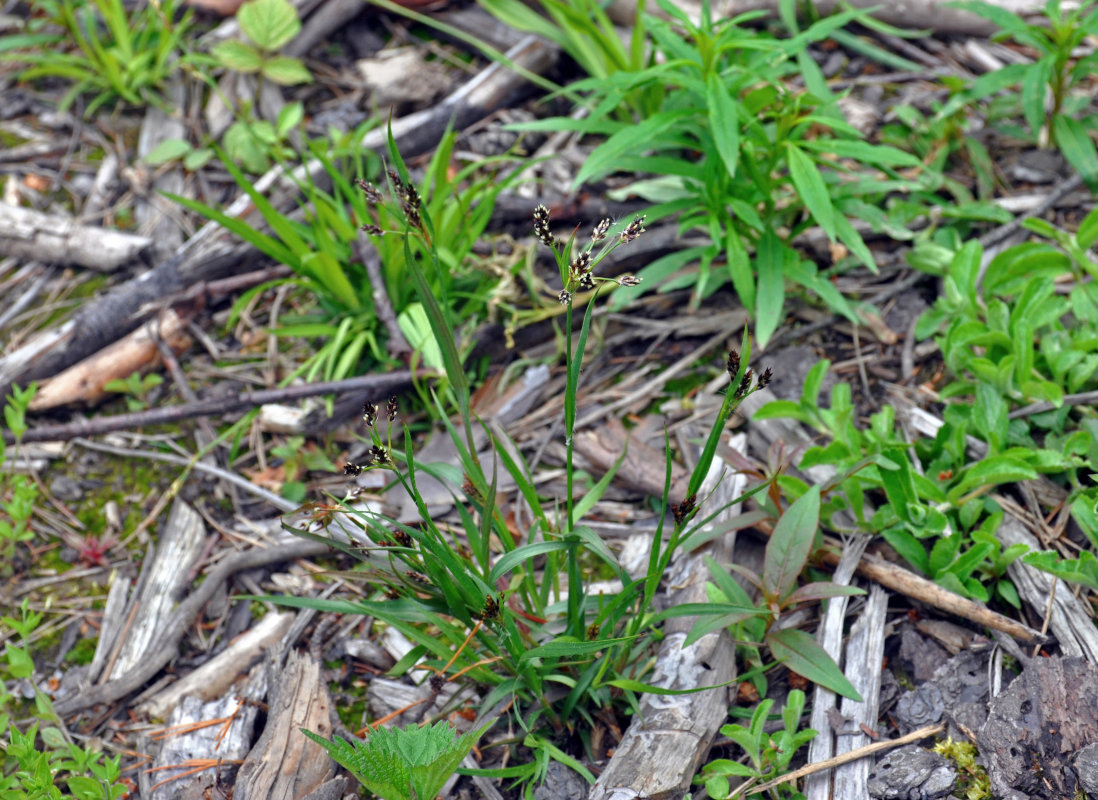 Image of Luzula multiflora specimen.