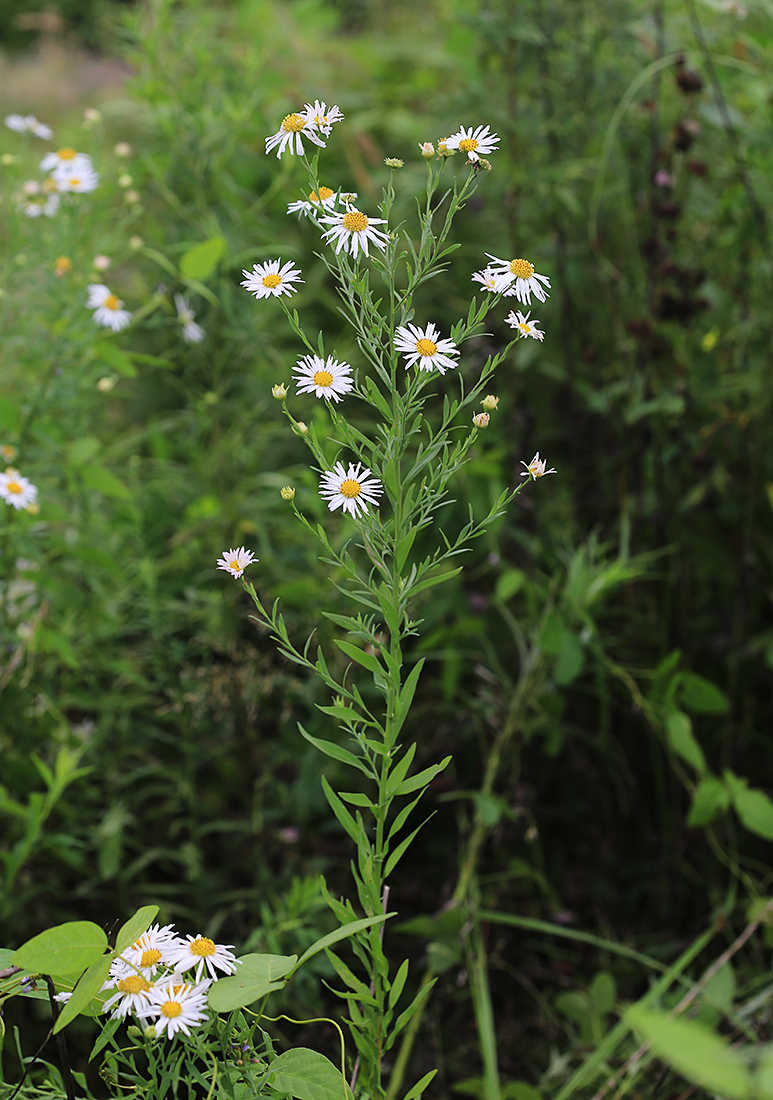 Изображение особи Kalimeris integrifolia.