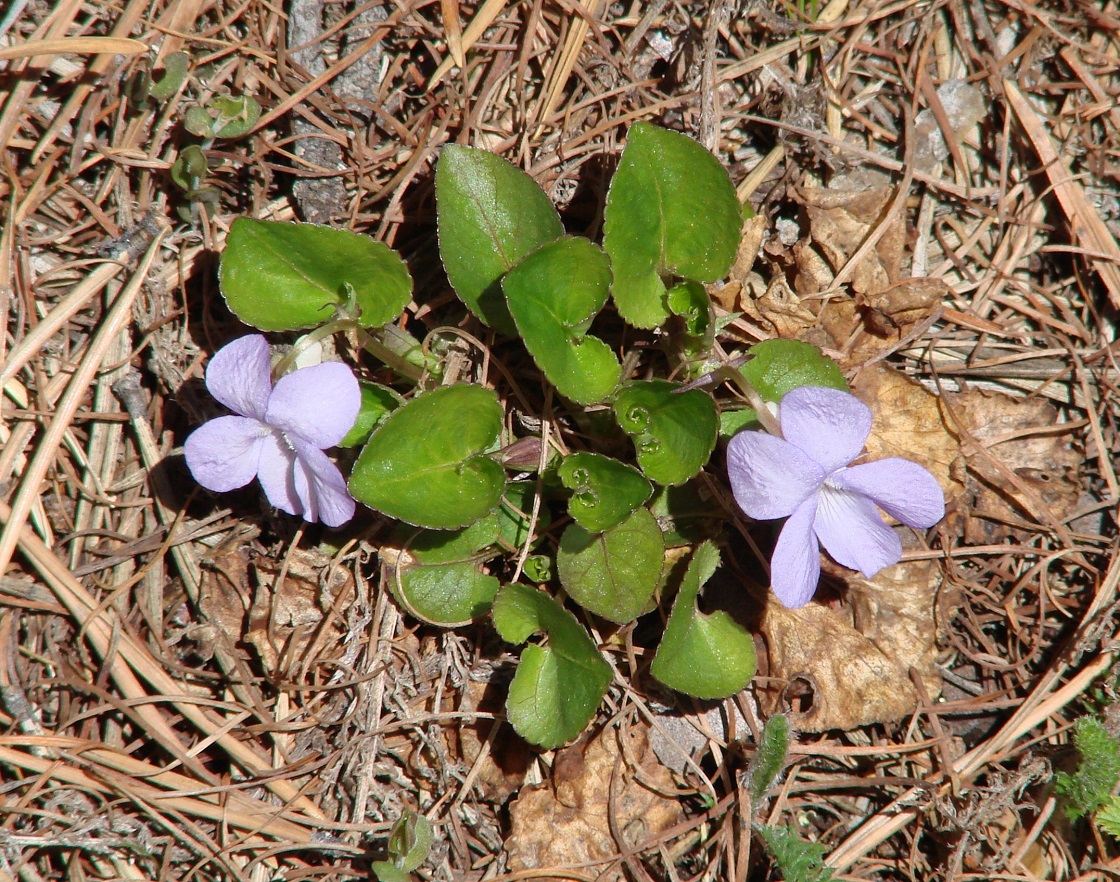 Image of Viola rupestris specimen.