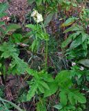 Cirsium oleraceum