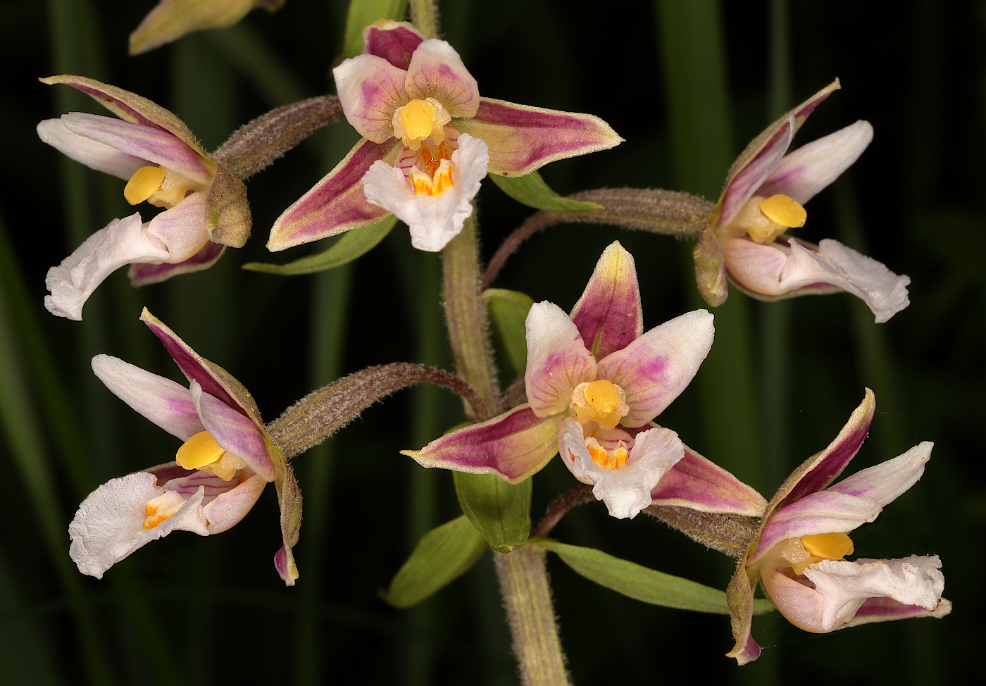 Image of Epipactis palustris specimen.