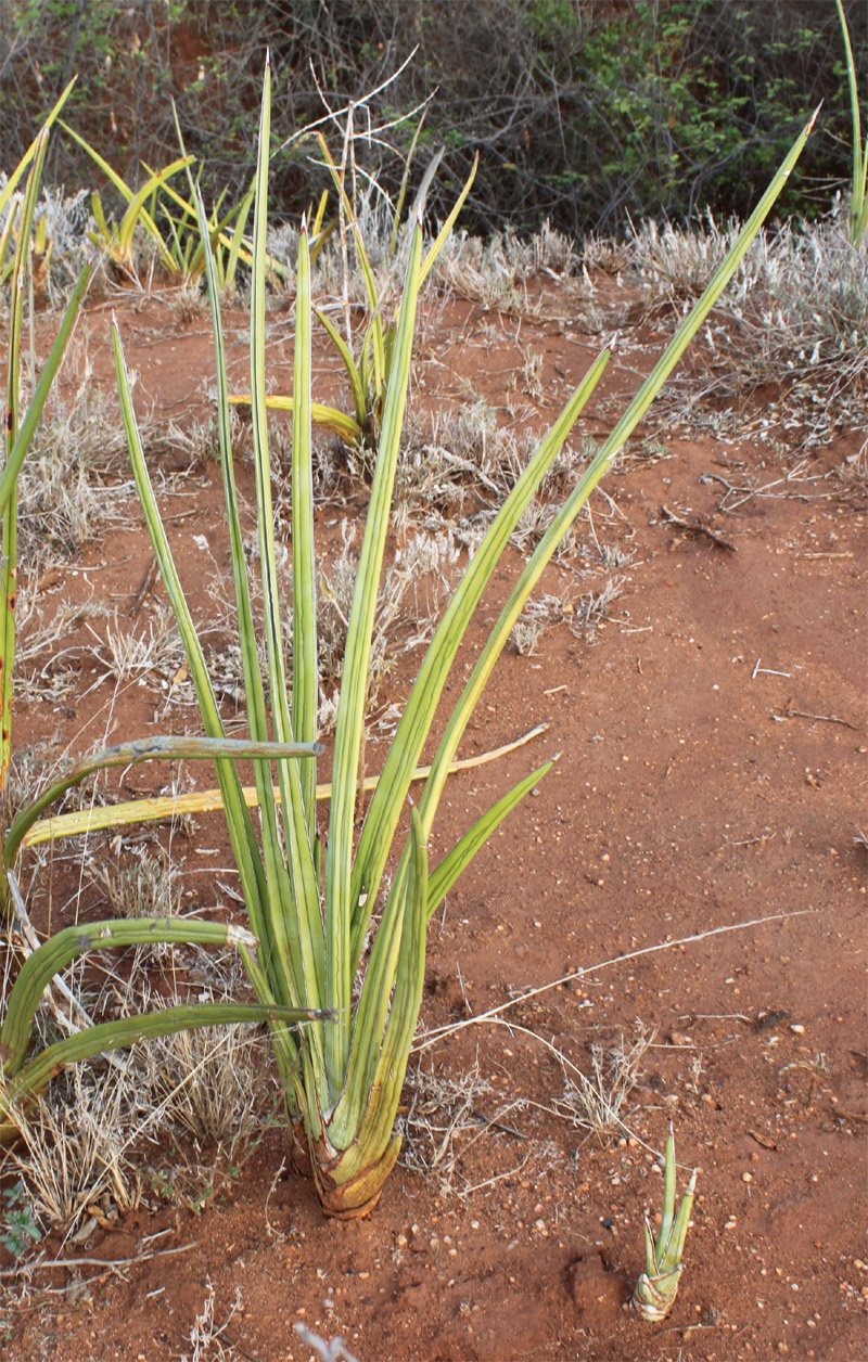 Image of Sansevieria ehrenbergii specimen.