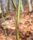 Dactylis glomerata. Часть побега. Краснодарский край, м/о г. Новороссийск, гора Рябкова, дубово-грабовый лес. 14.11.2015.