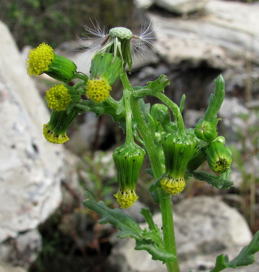 Изображение особи Senecio vulgaris.